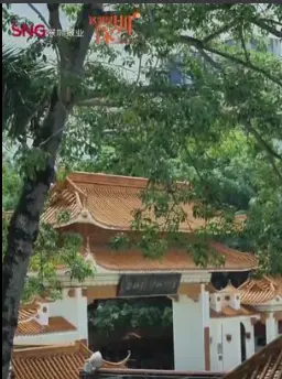 这就是深圳丨幽深绝美！走进仙湖“秘境”