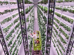  瞭望 | 垂直植物工厂探索未来农业