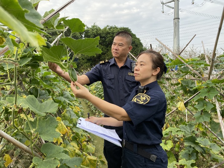 金秋时节收获满 供港果蔬通关忙
