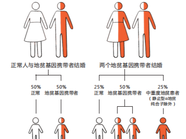 专家科普｜广东人注意！这种“遗传血液病”高发，婚前不查可能坑娃 