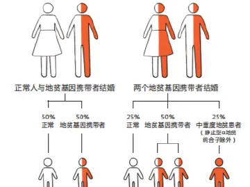 专家科普｜广东人注意！这种“遗传血液病”高发，婚前不查可能坑娃 