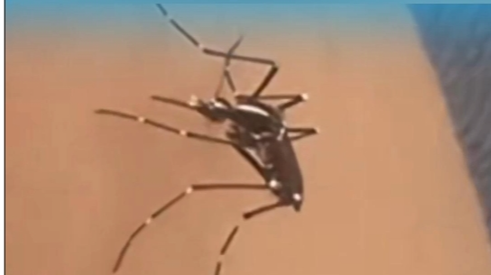 深圳新增12例！基孔肯雅热最新通报