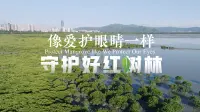 像爱护眼睛一样守护好红树林