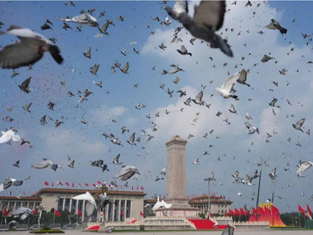 放飞的8万羽和平鸽，是“借”来的！网友：咕咕队立大功