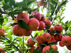 宁夏彭阳：苹果丰收采摘忙 硕果累累促增收
