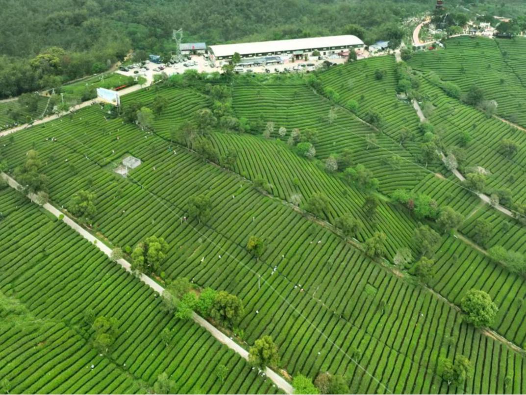 “英德红茶”品牌价值51.78亿元，首登全国红茶榜首