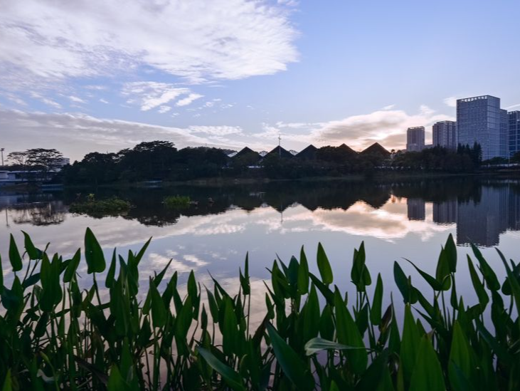 跟台风抢时间！龙岗城管排查树木保通行