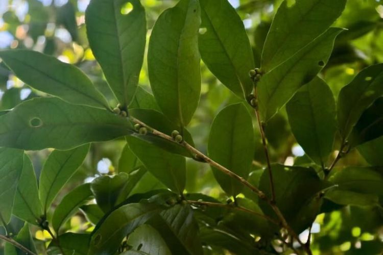 中山境内首次发现野生普洱茶，为国家二级保护植物