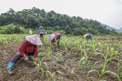 乡村特色产业共富工坊助力百姓共富（2）