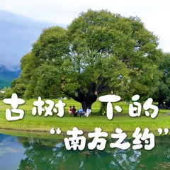 古树下的“南方之约”