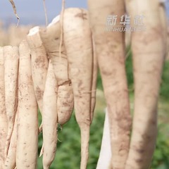 宁夏红寺堡：千亩长美萝卜迎丰收