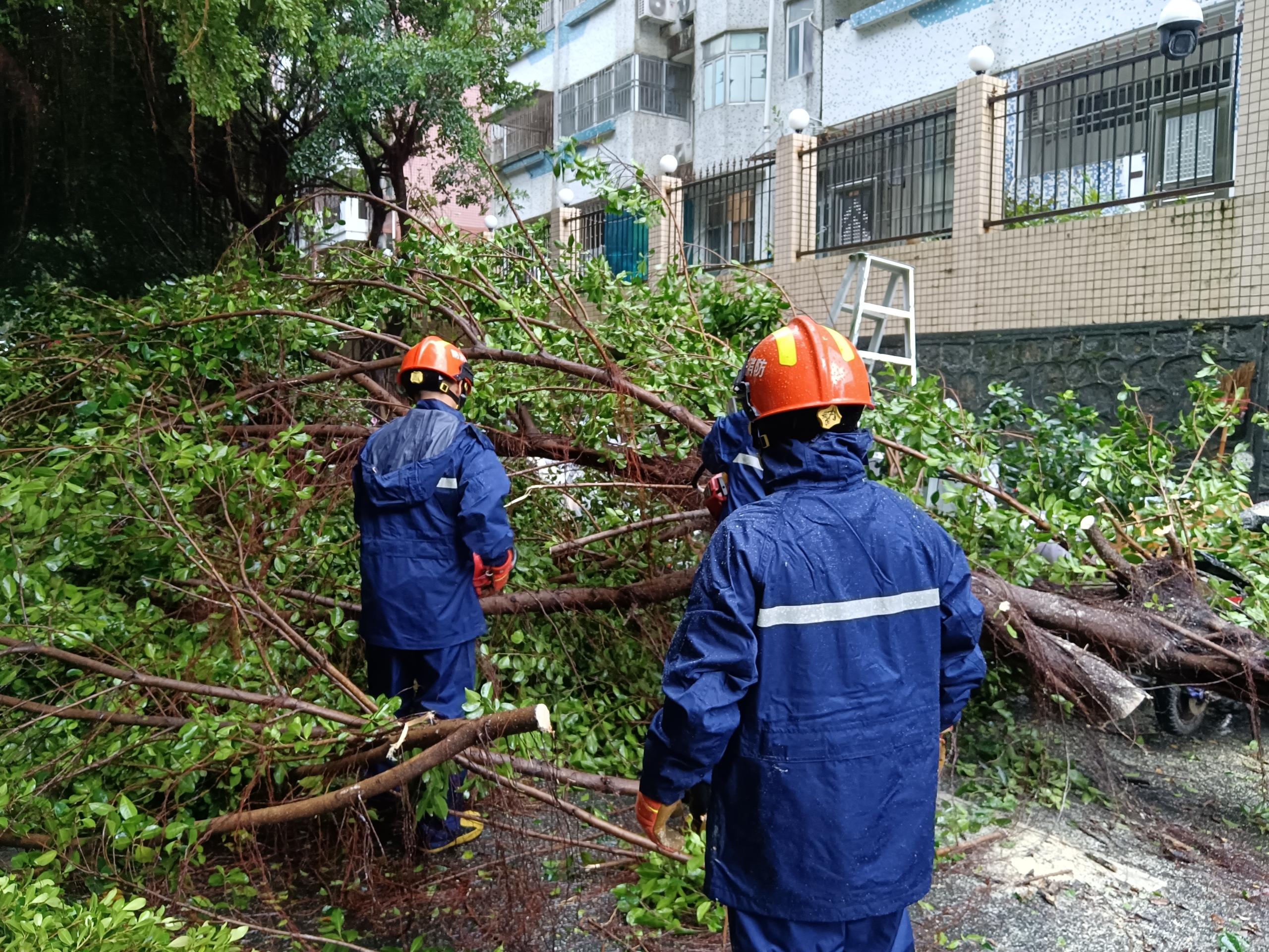 台风“桦加沙”致市区多处树木倒塌阻断交通 消防部门冒雨清障