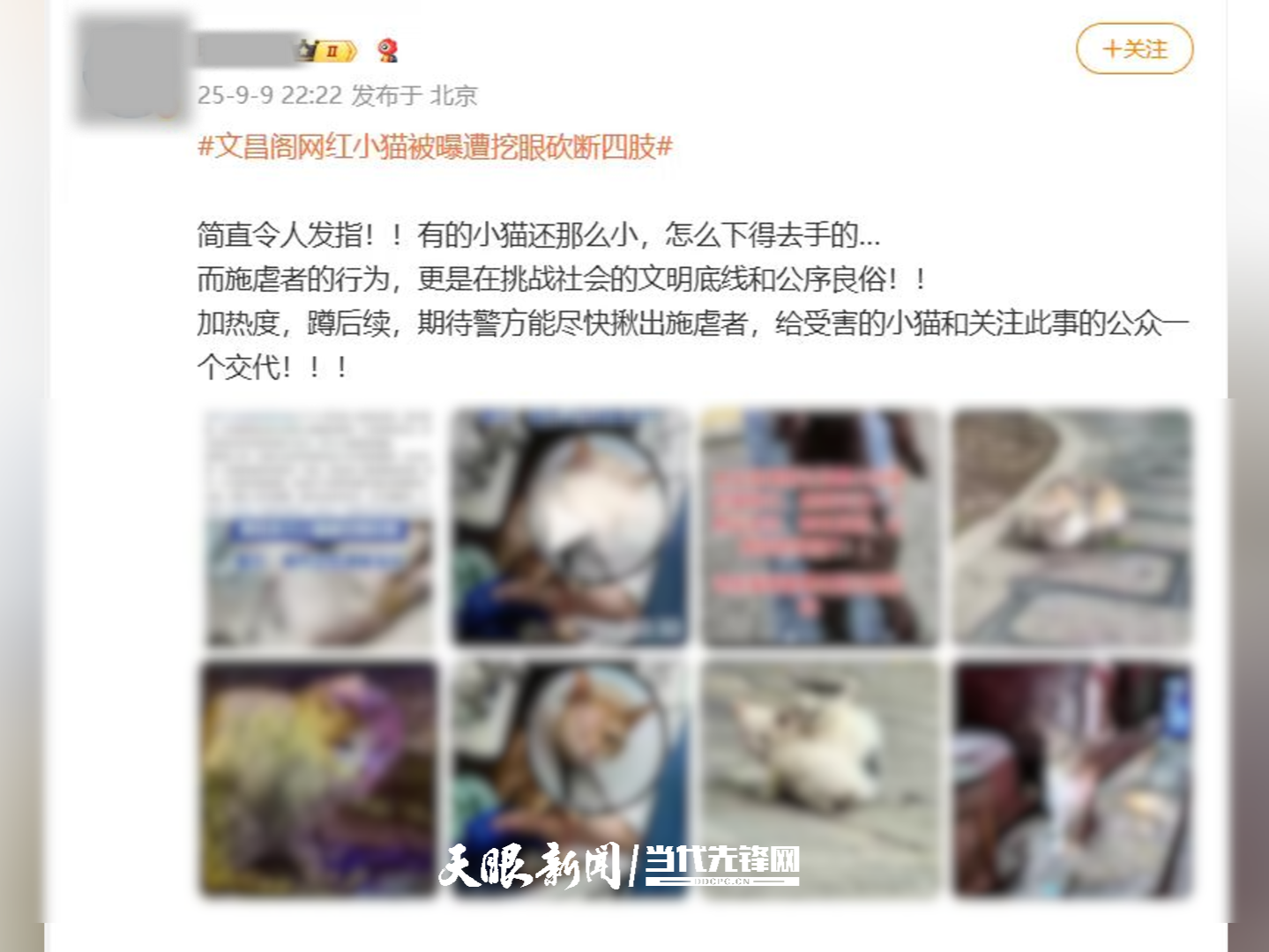 贵阳“挖眼虐猫”事件系AI编造谣言，造谣者已被行政处罚 