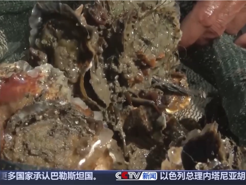台风过后海滩上出现的“海鲜大礼”能吃吗？有何健康隐患？
