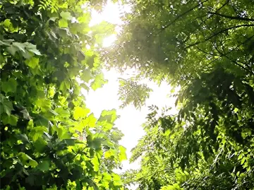 温度记丨这个假期想在深圳CityWalk？前4天放心浪，后4天看天行事