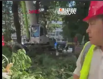 晶视频丨福田区园岭街道：积极处置高危树木，守护居民安全