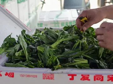 深圳供应链体系完善高效,肉菜粮油绝对管够!市商务局:市民无需盲目跟风囤货