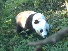 四川绵阳：记录到多只大熊猫活动画面