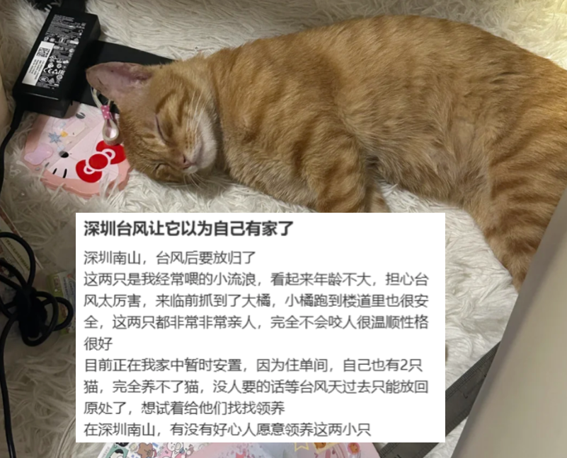 宠域talk | 台风天“囤”的流浪猫，后续要这样安置→