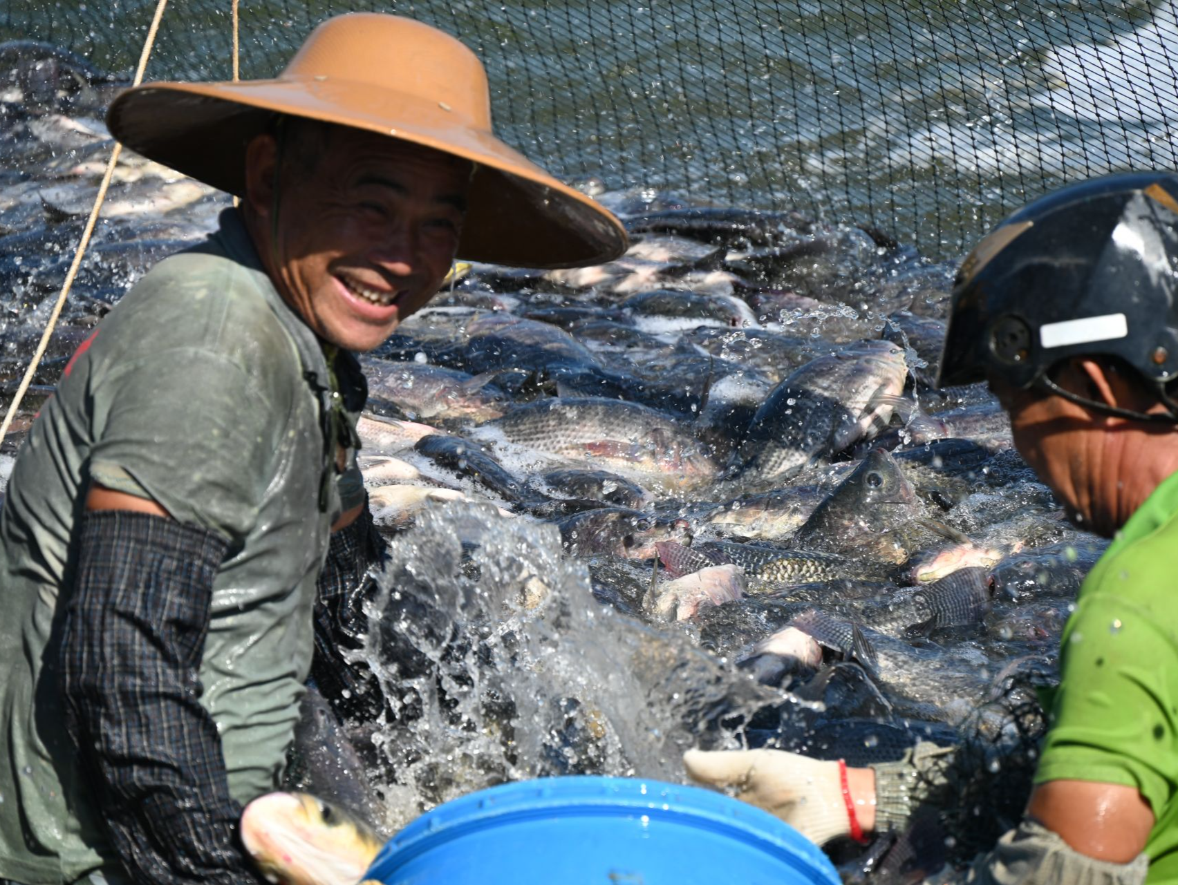一条鱼的破浪前行——广东茂名罗非鱼产业高质量发展记 