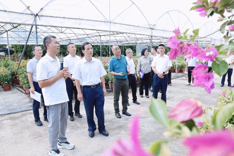 市人大常委会调研横栏花木规模化经营情况：推进“百千万工程”，助力乡村产业振兴