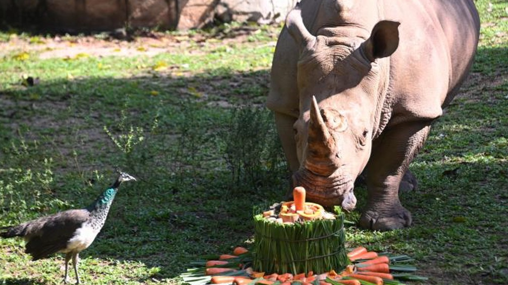 深圳野生动物园犀牛乐享“节日大餐”