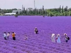 新疆霍城：二茬薰衣草秋日添彩 生态赋能芬芳产业提质
