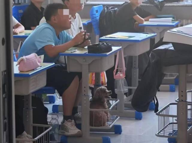 初中生带宠物狗上课？班主任：系生物开学第一课，破例允许