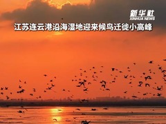 秀我中国｜江苏连云港沿海湿地迎来候鸟迁徙小高峰