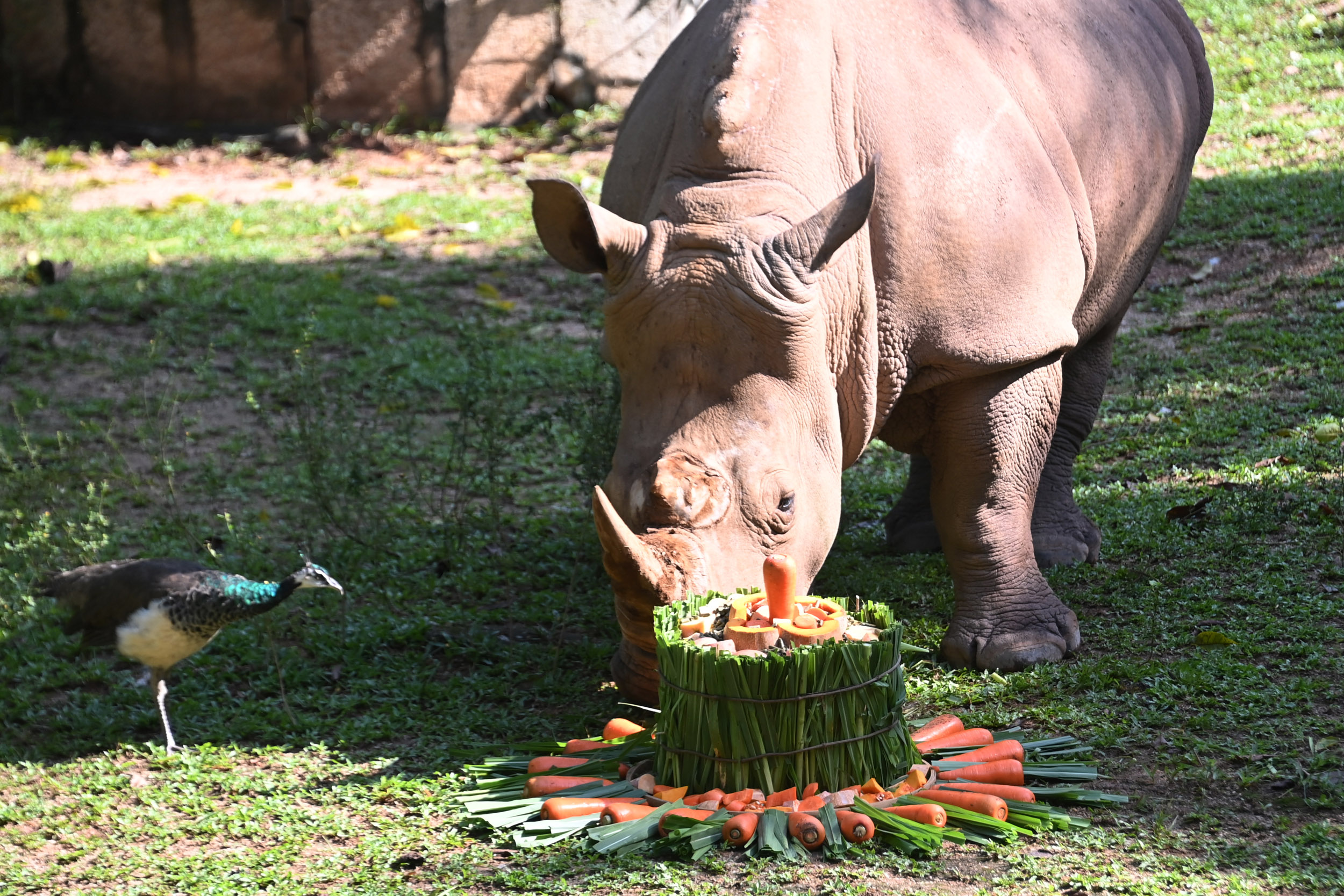 深圳野生动物园犀牛乐享“节日大餐”