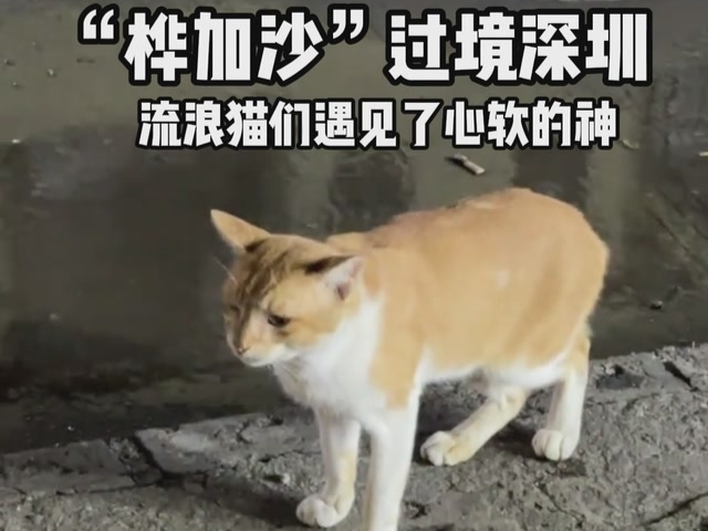 台风“桦加沙”过境深圳，流浪猫有了“庇护所”