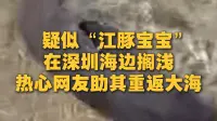 疑似“江豚宝宝”在深圳海边搁浅，热心网友助其重返大海