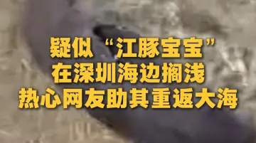 疑似“江豚宝宝”在深圳海边搁浅，热心网友助其重返大海