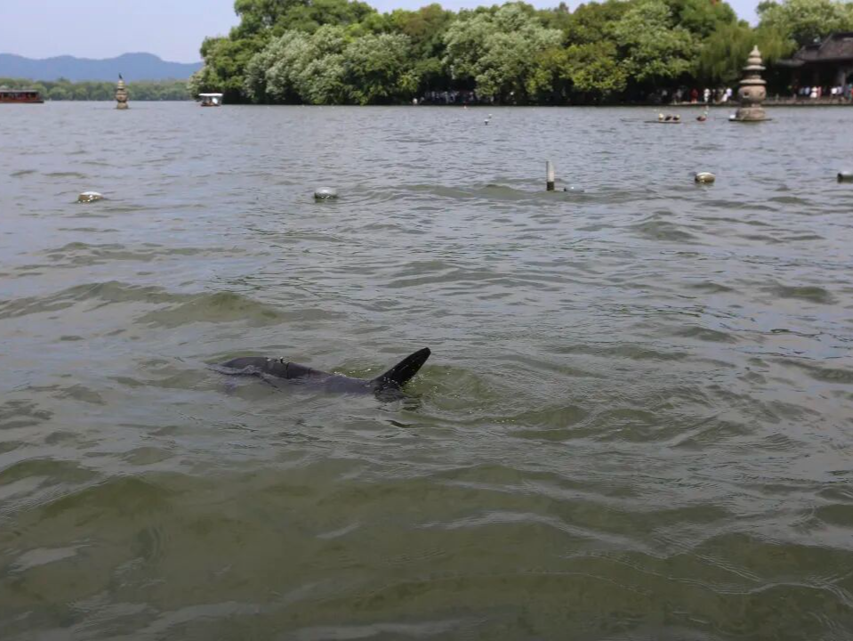 西湖里发现“鲨鱼”？还不止一条！