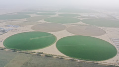 新疆和田：沙漠牧草 治沙护绿添新景（1）