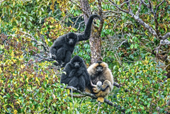 云南普洱：走进原始森林 解锁西黑冠长臂猿的“四季菜单”