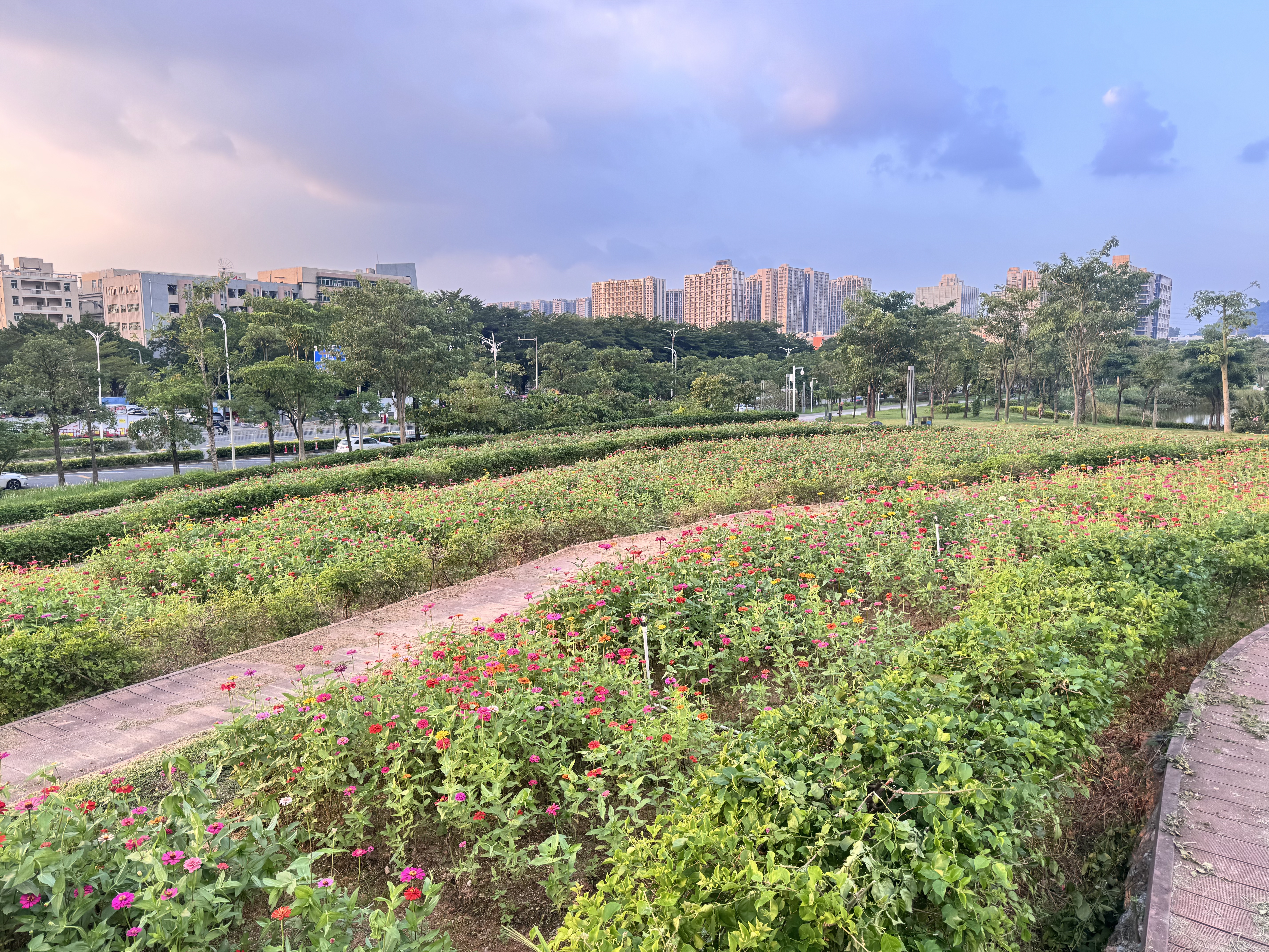 就在凤凰山脚下！宝安人才林公园百日草花开成海等你来打卡