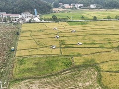 湖南：稻香三湘大地 晚稻陆续开镰收割