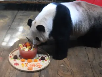 深圳野生动物园动物享用“月饼大餐”