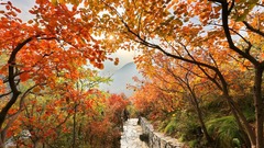 北京坡峰岭：深秋红叶醉游人