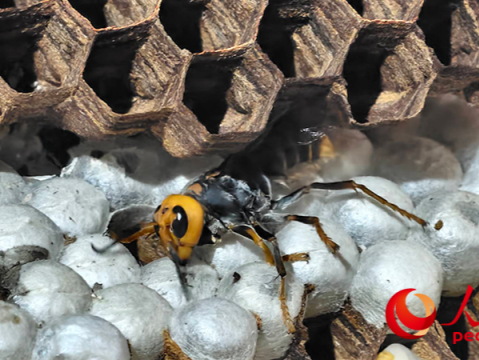 云南兄妹遭胡蜂攻击身亡，“蜂”险谁来管？