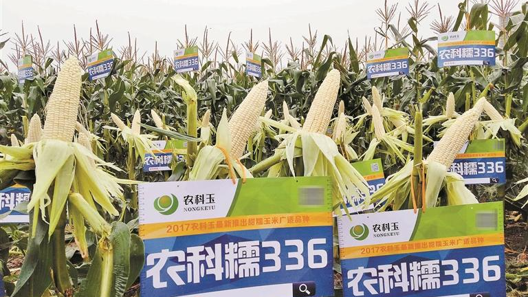 龙华绘就产业大区科技兴农新图景 多维发力助力乡村振兴