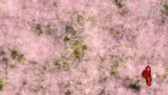 千城百县看中国｜山东枣庄：粉黛花海漫秋山