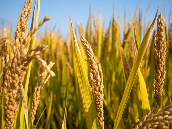 读特热评｜喊城里人“下地干活”，这玩法不赖