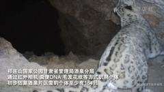 快来看，祁连山的旗舰物种雪豹