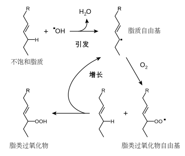 脂质氧化过程（图片来源：wiki）