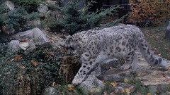 莫斯科动物园正式发布俄罗斯首部雪豹名录