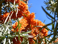 黑龙江林口：“小沙棘”串起生态与经济“共赢链”