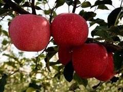 记者手记：在陕西延安感受苹果产业现代化之路