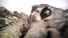 世界雪豹日｜守护高山精灵雪豹